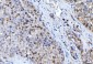 Anti-FEN1 Antibody Picoband™ (monoclonal, 7D11D7)